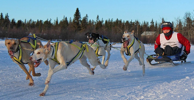 Adaptive musher Taina Teras from Sweden racing in her homemade sled.